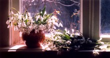 Schneeglöckchen / ***************
