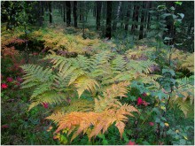 Forest Spitze / ***