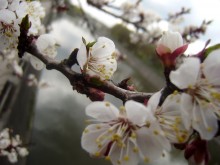Frühling / ***