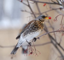 Rowan-maker / ***
