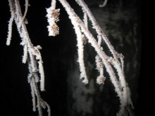 Winter / ***