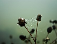 Tau / ***