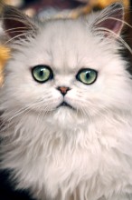 Cat / ***