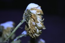 kommen im Winter ... / .........
