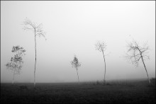 Flora / ***
