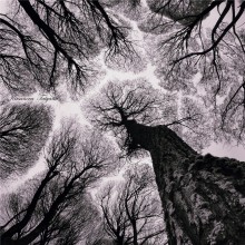 magic wood / .......
