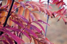 Herbst / ***