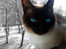 nicht vozmutimy Blick / ***