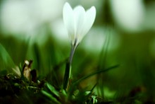 Die ersten Blumen / ***