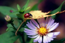 Abschied von Sommer .... / ***