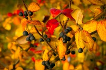 Herbst / ***