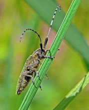 Schnurrbart-agapantiya / Agapanthia villosoviridescens