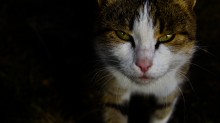 Cat / ***
