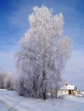 braune Mütze Steinpilzen / ,,,,,,,,,,,,,,,,,,,,,,,,,,,,,