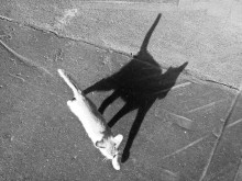 Wesen / ***