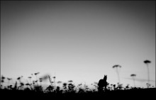 verloren im Gras .. / ***