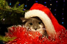 C Happy New Year! / ***