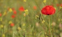 Mohn / *******************