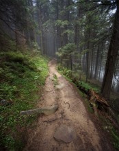 Forest Wunderland / .....