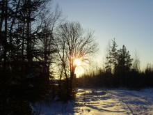 Morgen in den Winterwald. / ***