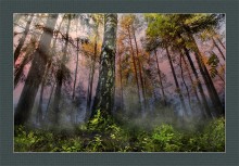 Märchenwald / ***