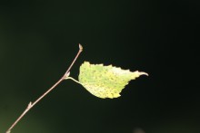 Gelbe Blätter / ***