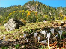 Herbst in den Bergen / ***