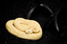Western Diamondback Rattlesnake / Western Diamondback Rattlesnake (albino)
The Rattlesnake Museum, Albuquerque, New Mexico, USA.
© Alena Romanenko