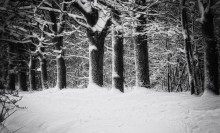 Schwarz und weiß Winter. / *******