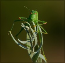 Der Glöckner von Noterdama ..) / ***