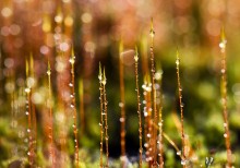 Dew / *****