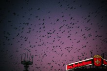 Ravens / *****