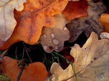 Herbst / ***