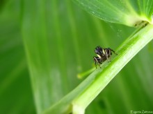 Springspinne / ***