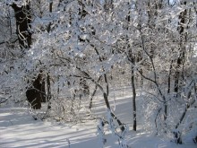 Wild Wald / ***