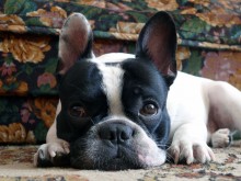 Porträt von Französisch Bulldog / ***