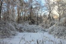 Winterwald / ----------------