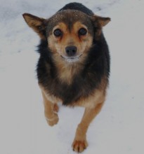 ob Hund ist ein Fuchs / ***