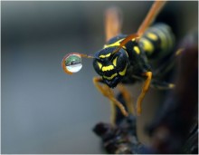 "Monocle" / *****