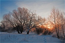 Liebhaber Weide / ***