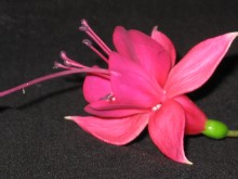 Fuchsie / ***