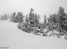 Karpaten-Zedern in Gorganskimi reservieren. / ***