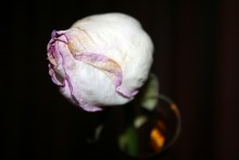 Blume / ***