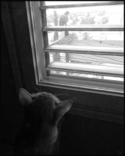 feline Genre / 1234567890