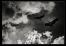 ... In den Himmel von den Leiden der Erde ... / ***