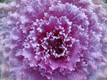 Snow Kohl / ......