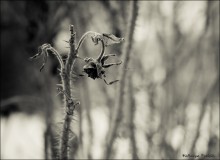 loneliness / ***
