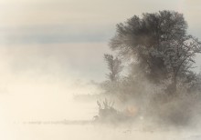 Nebel / ***
