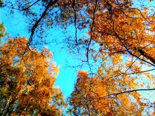 Gerade im Herbst. / ***
