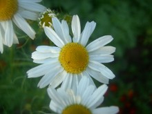 Gänseblümchen / ***